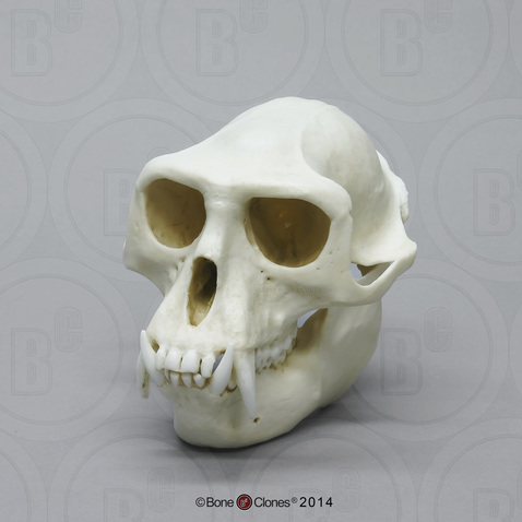 Hanuman Langur Skull