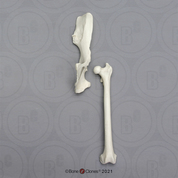 Rhesus Macaque Innominate & Femur Set