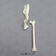 Rhesus Macaque Innominate & Femur Set