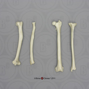 Rhesus Macaque Intermembral Set - Humerus, Radius, Femur, and Tibia