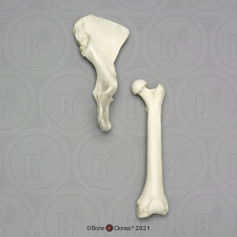 Orangutan Innominate & Femur Set