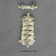 Human Male Asian Cervical Vertebrae, Set of 7