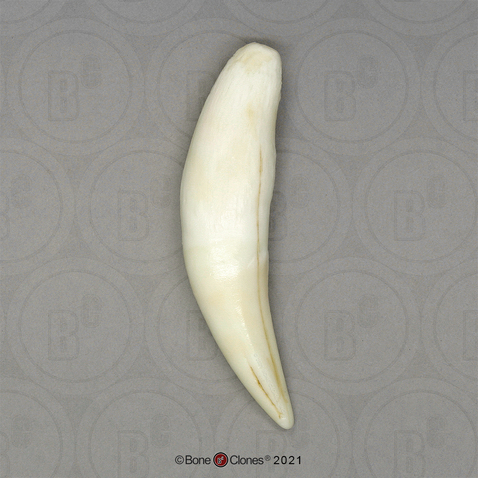 African Leopard Canine Tooth