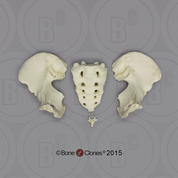 Human Male European Pelvis, Disarticulated