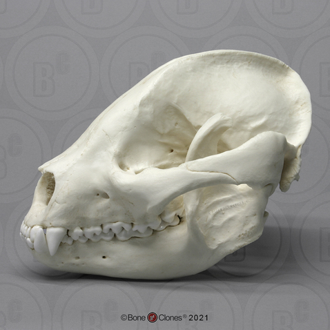 Giant Panda Skull