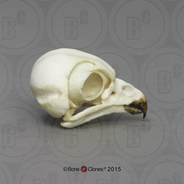 Burrowing Owl Skull