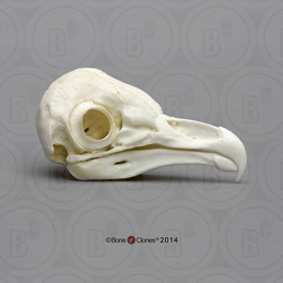 Barn Owl Skull