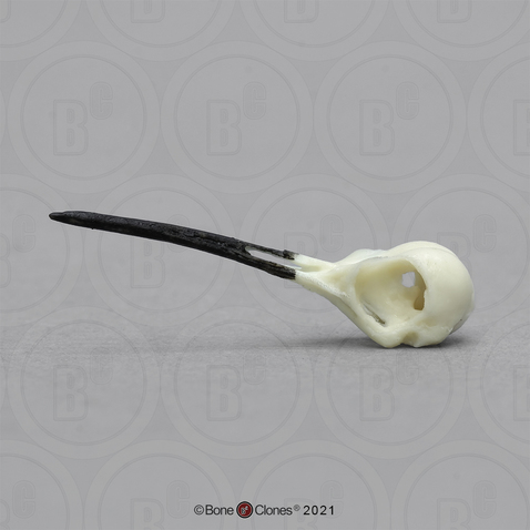 Ruby-throated Hummingbird Skull