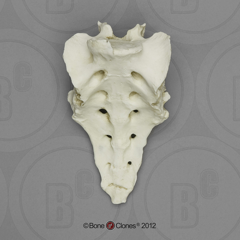 Gorilla Sacrum