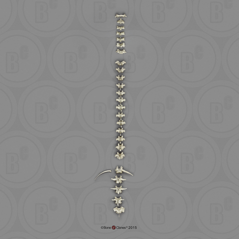 Bonobo Vertebral Column-all 24 Vertebrae, Disarticulated