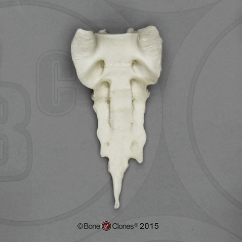 Bonobo Sacrum