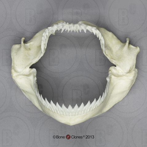 Kitefin Shark Jaw