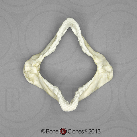 Zebra Bullhead Shark Jaw