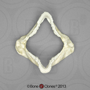 Zebra Bullhead Shark Jaw