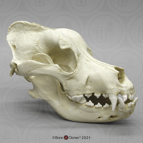 Saint Bernard Skull