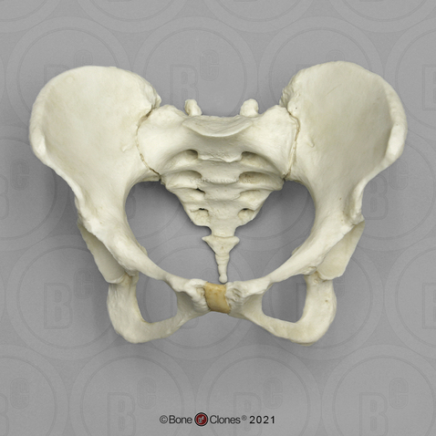 Human Female Pelvis Assembly