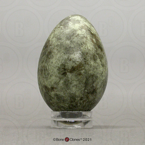 American Crow Egg