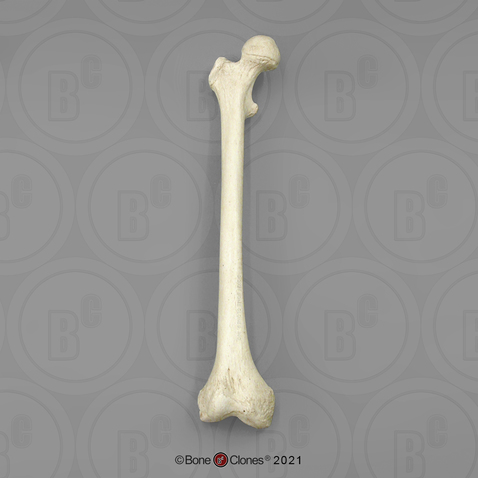 Human Adult Female Femur