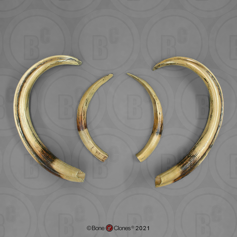 Warthog Tusks (set of 4)