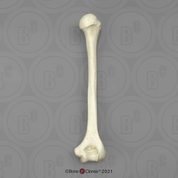 Human Female Adult Humerus