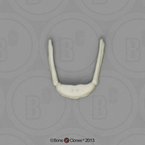 Human Female Asian Hyoid