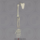 Human Male European Arm, Disarticulated w/ Disarticulated Hand (with Scapula)