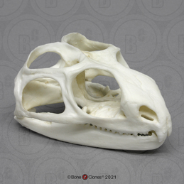 Tuatara skull