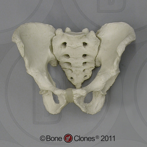 Human Male Adult Pelvis Assembly