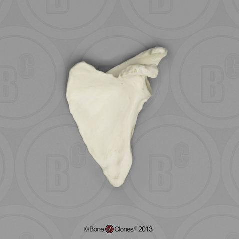 Human Female Asian Scapula