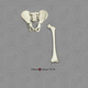 Archaic Human Child 5-year-old Articulated Pelvis with Femur