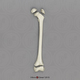 Femur and Epiphysis - 3pcs