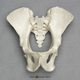 Orangutan Pelvis Assembly