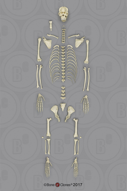 Disarticulated Orangutan Skeleton