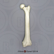 Orangutan Femur