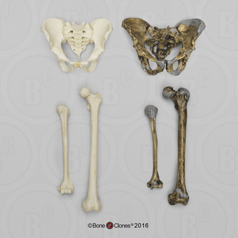 Neanderthal and Modern Homo sapiens Comparative Set