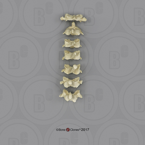 Male Orangutan Cervical Vertebrae, set of 7