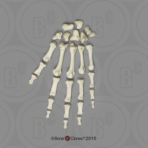 Human Female European Hand, Disarticulated