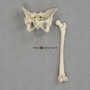 Human Female European Pelvis and Femur Set