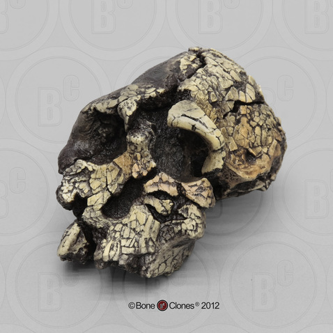 Kenyanthropus platyops Skull - KNM-WT-40000