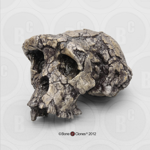 Sahelanthropus tchadensis Skull