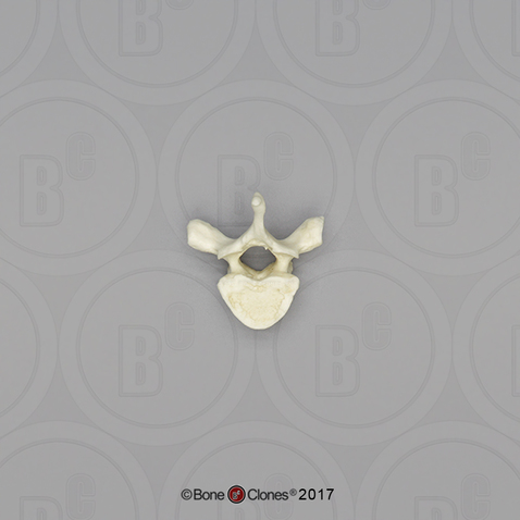 Human Male European Thoracic Vertebra, Single