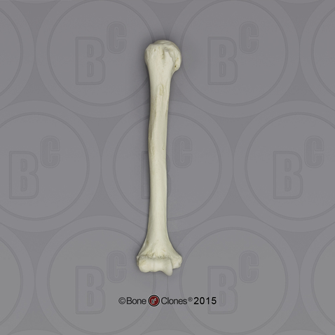 Human Male European Humerus