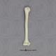 Human Male European Humerus