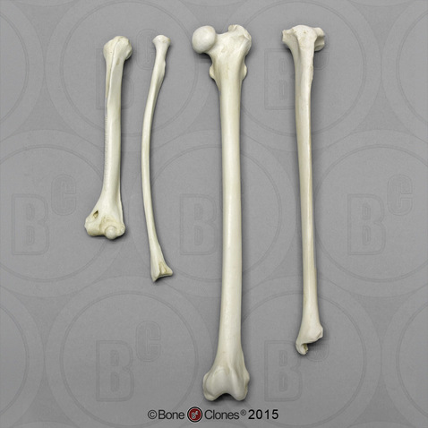 Indri Intermembral Set: Humerus, Radius, Femur, and Tibia