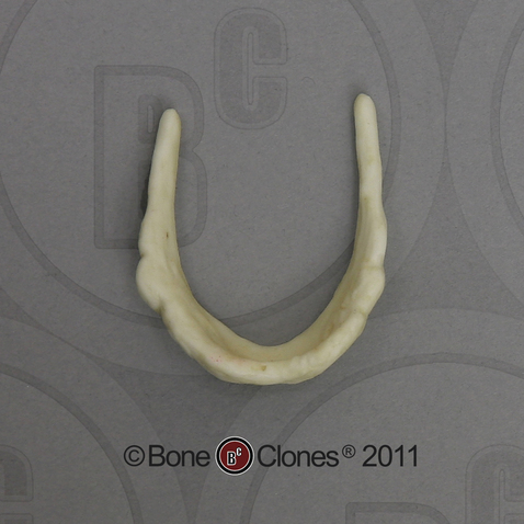 Human Adolescent Hyoid