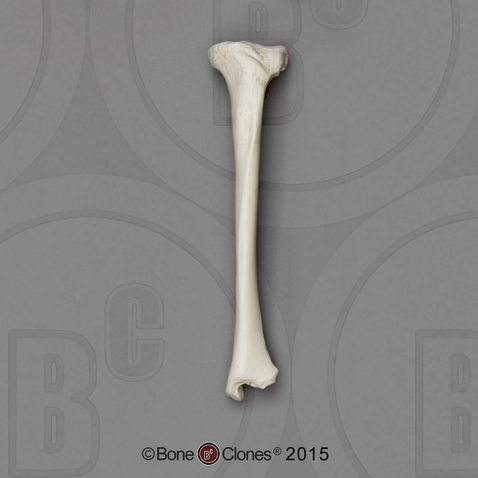 Bonobo Tibia