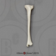 Bonobo Tibia