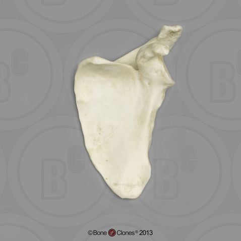 Human Male Asian Robust Scapula