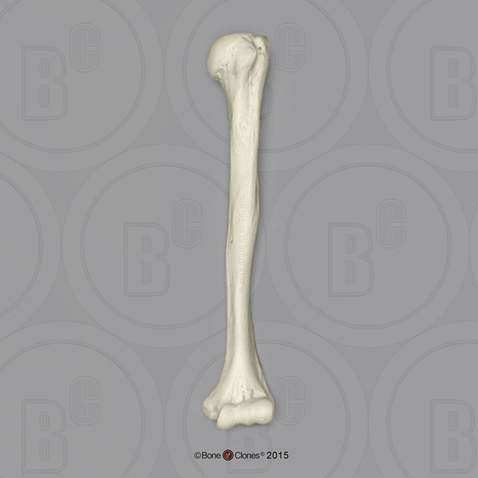 Human Male Asian Robust Humerus