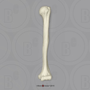 Human Male Asian Robust Humerus